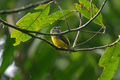 Myiotriccus ornatus