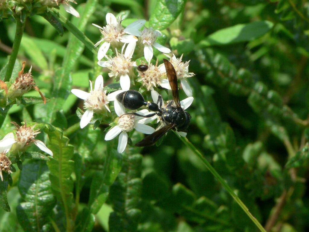 Zethus spinipes spinipes