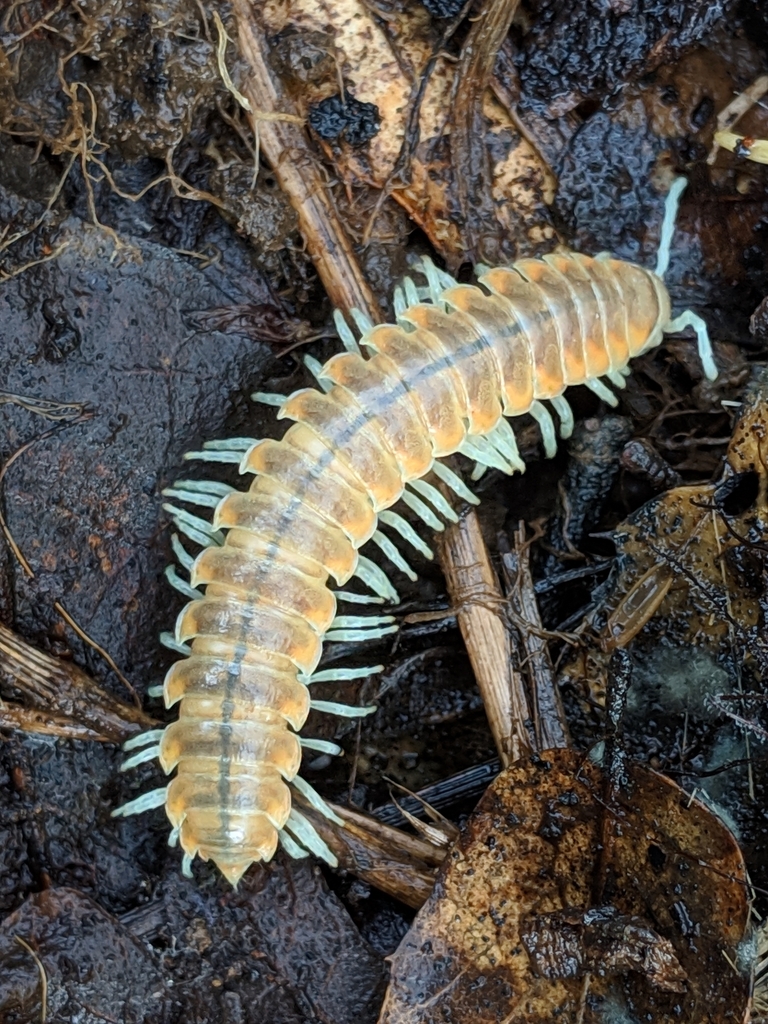 Xystocheir dissecta