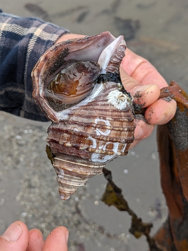 Neptunea lyrata observed 2023-07-18
