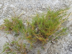 Distichlis distichophylla