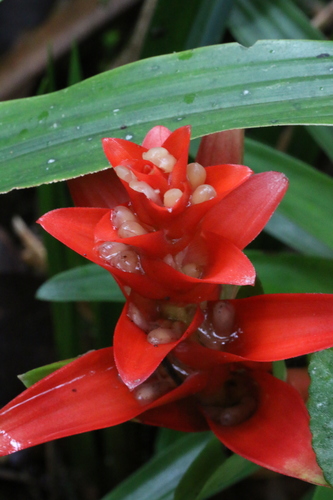 Guzmania sibundoyorum