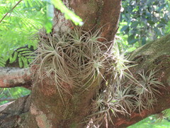 Tillandsia didisticha