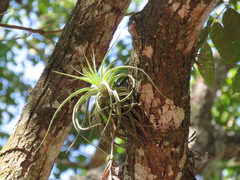 Tillandsia didisticha