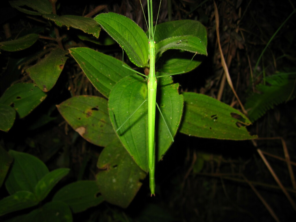 Necroscia robustior