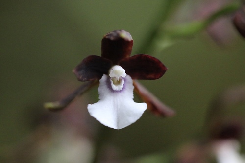 Warreopsis