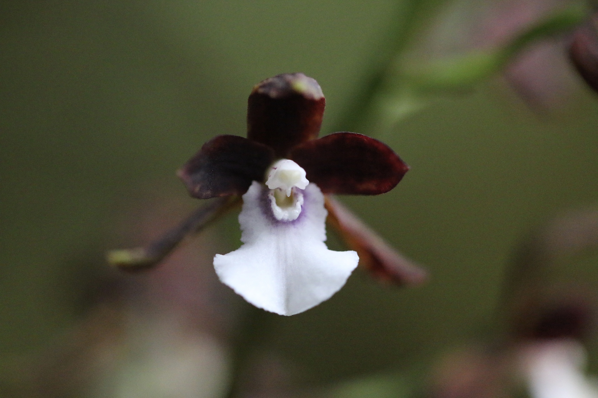 Warreopsis