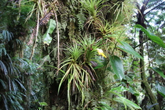Guzmania angustifolia