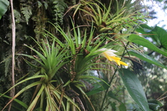 Guzmania angustifolia