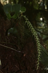 Stelis anolis