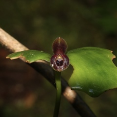 Pleurothallis cordata