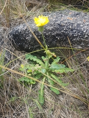 Sonchus megalocarpus