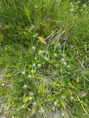 Eryngium vesiculosum