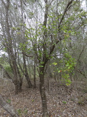 Lorantheae