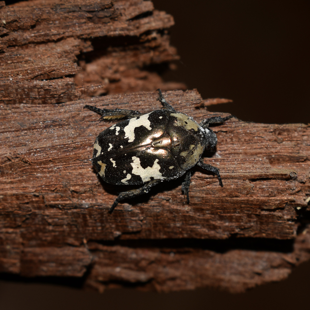 Protaetia aurichalcea