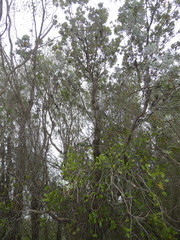 Lorantheae