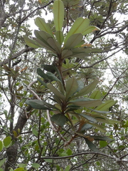 Lorantheae