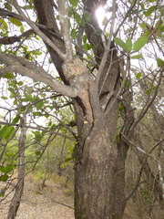 Lorantheae