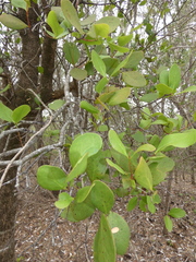 Lorantheae