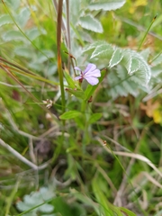 Lobelia anceps