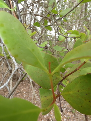 Lorantheae