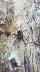 Uliodon albopunctatus