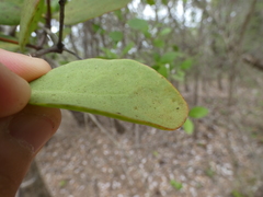 Lorantheae