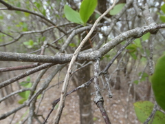 Lorantheae