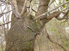 Lorantheae