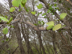 Lorantheae