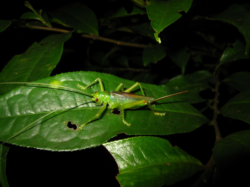 Homogryllacris gladiata