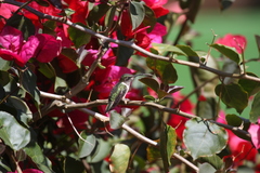 Selasphorus flammula