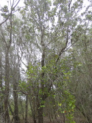 Lorantheae