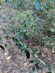 Ceanothus parvifolius