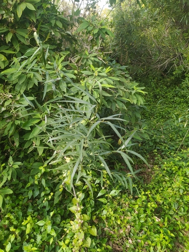 Image of Nectandra angustifolia by (c) Mariano Cosentino, some rights reserved (CC BY)