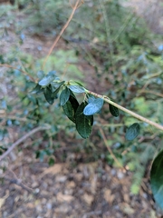 Ceanothus parvifolius