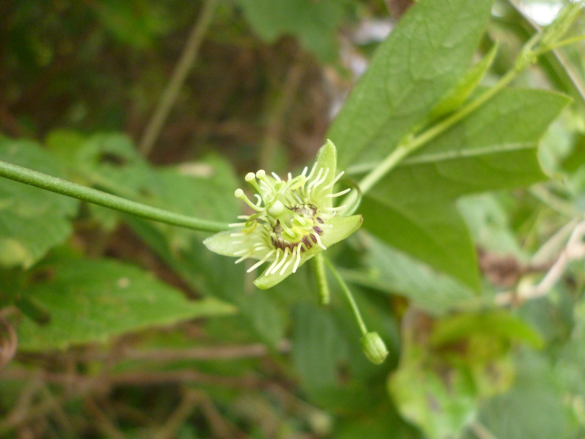Passiflora suberosa