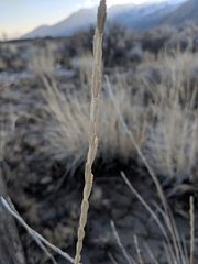 Thinopyrum intermedium intermedium