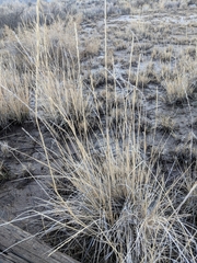 Thinopyrum intermedium intermedium