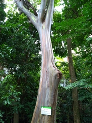 Eucalyptus pellita