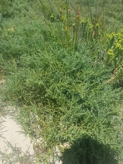Olearia lepidophylla