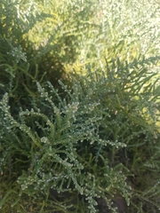 Olearia lepidophylla