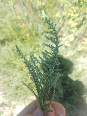 Olearia lepidophylla