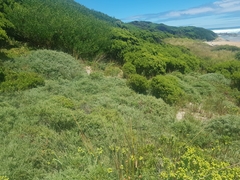 Olearia lepidophylla