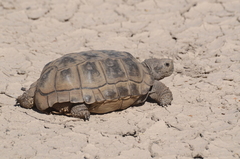 Chelonoidis chilensis