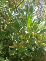 Myoporum insulare