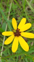 Coreopsis pulchra