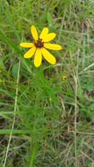 Coreopsis pulchra