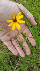Coreopsis pulchra