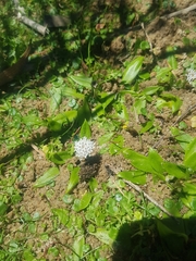 Nablonium calyceroides